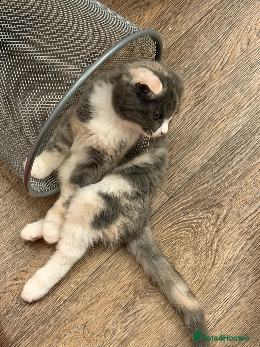 Mixed Breed cats for sale: Fold x Maine coon girls - Advert 8