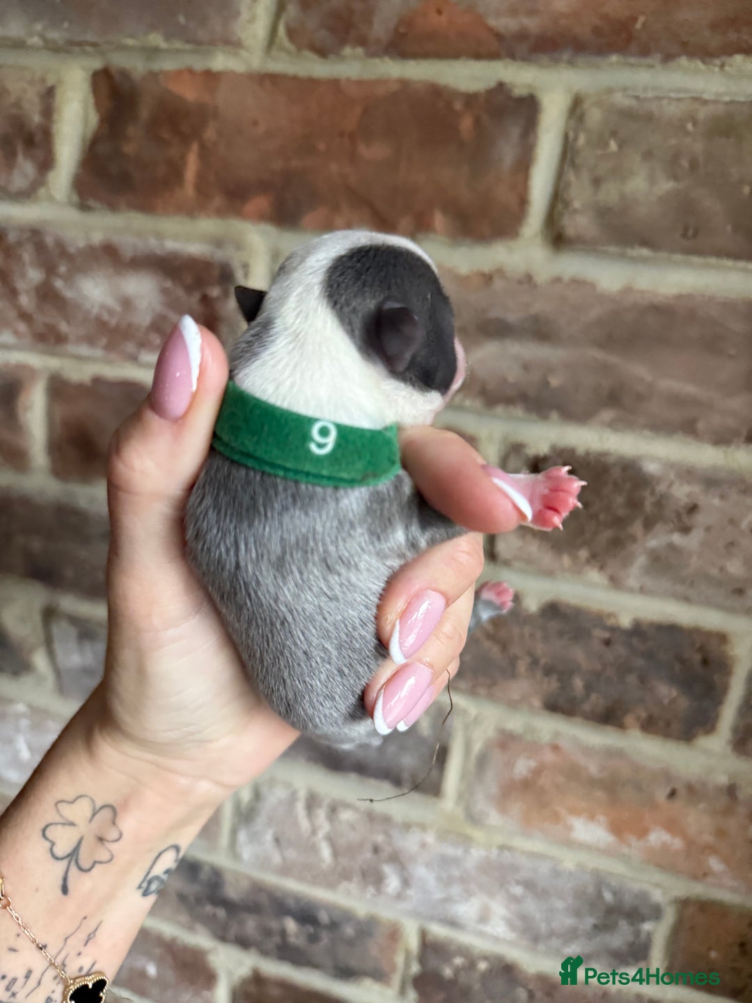 Boston Terrier dogs for sale: Boston Terrier puppies 🐶 - Advert 8