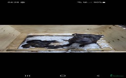 Staffordshire Bull Terrier dogs for sale: 2 boy pups Staffies - Image 1