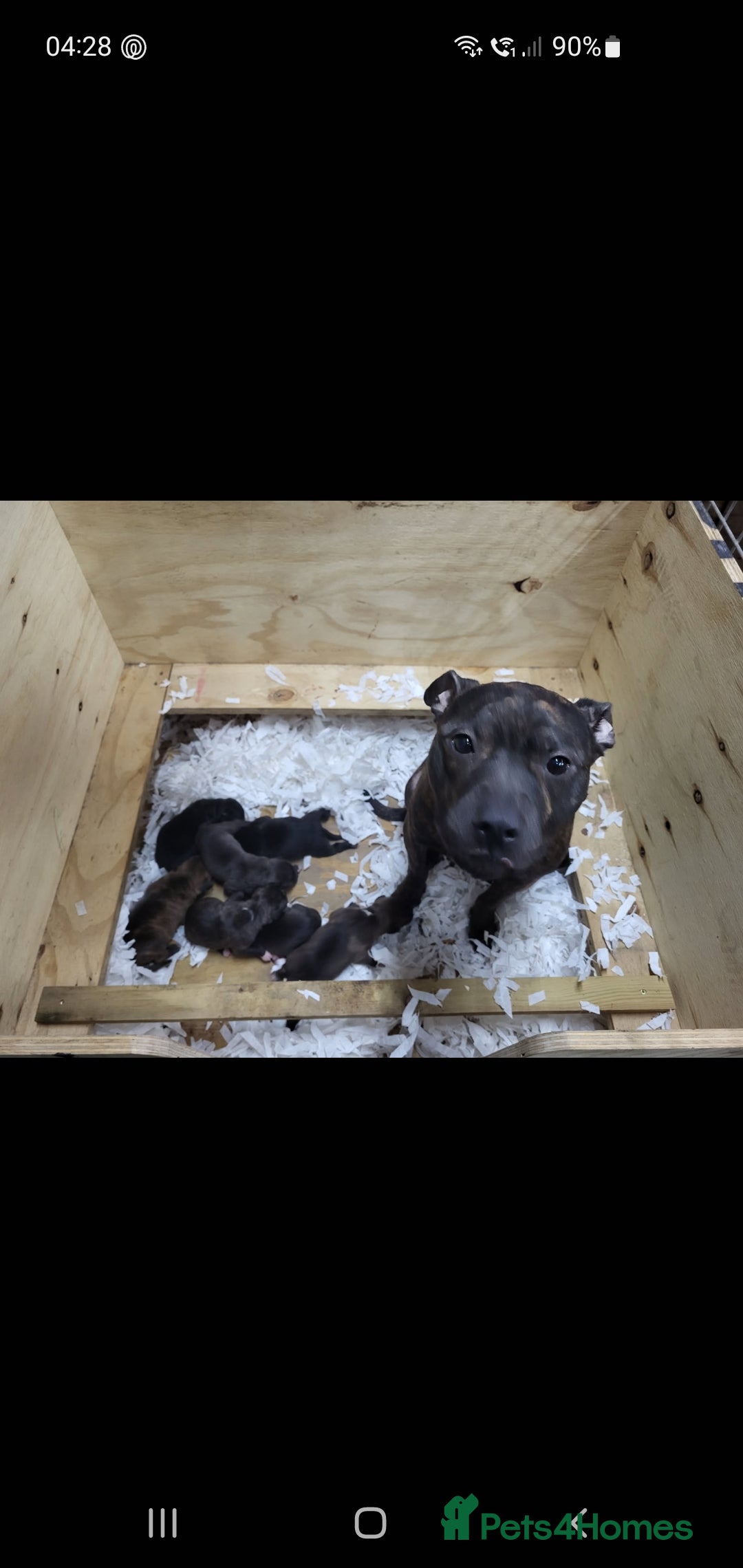 Staffordshire Bull Terrier dogs for sale: 2 boy pups Staffies - Image 1