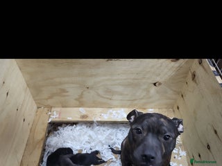 Staffordshire Bull Terrier dogs for sale - Advert 2