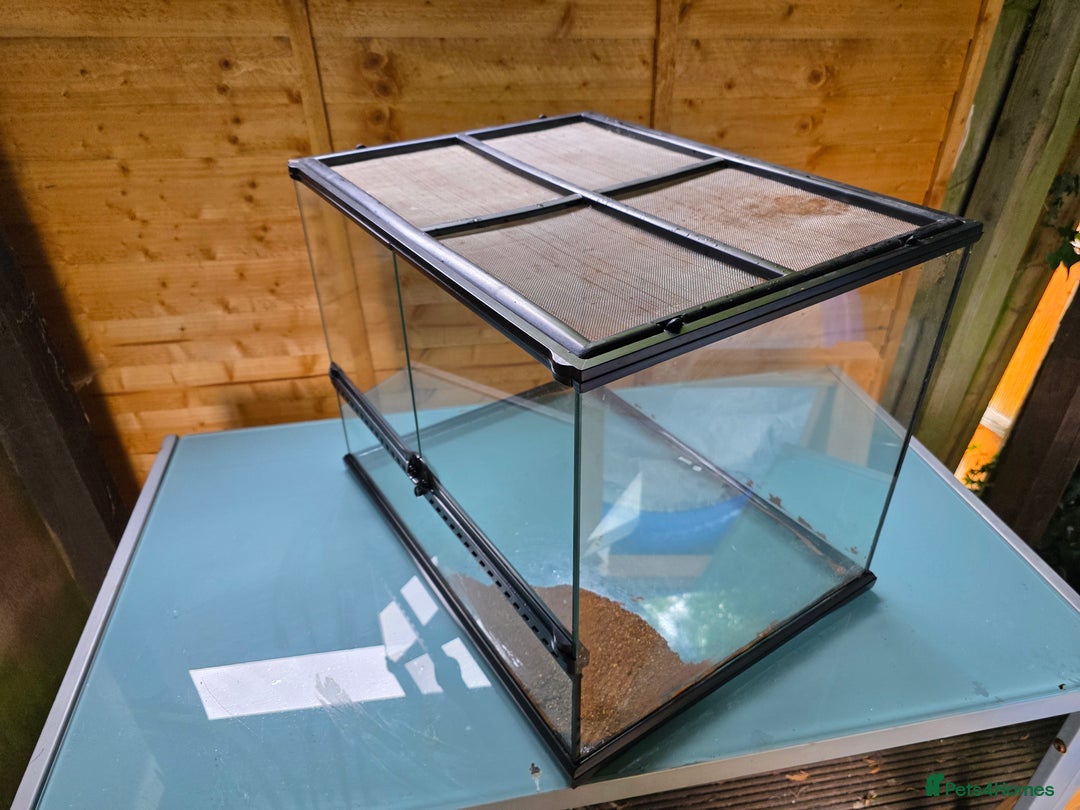 Frog reptiles for sale: Kit terrarium - Image 5