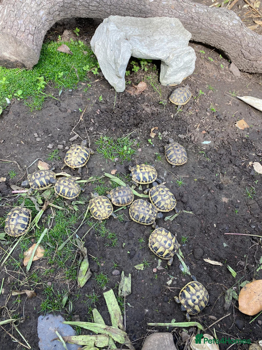 Hermann Tortoise reptiles for sale: Hermanns tortoise hatchlings  - Advert 1