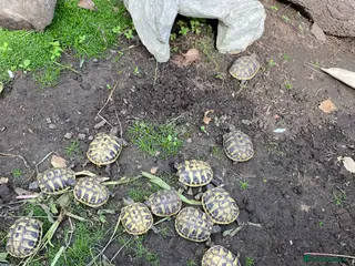 Hermann Tortoise reptiles Hermanns tortoise hatchlings - Advert 1