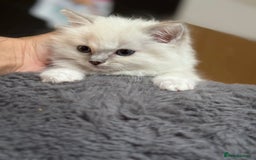 Ragdoll cats for sale: Gorgeous Balls Of Fluff 🥰😻🤗 - Image 15