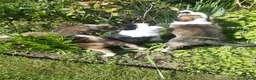 Border Collie dogs for sale: I have 1 female and 1 male collie puppies left  - Advert 4