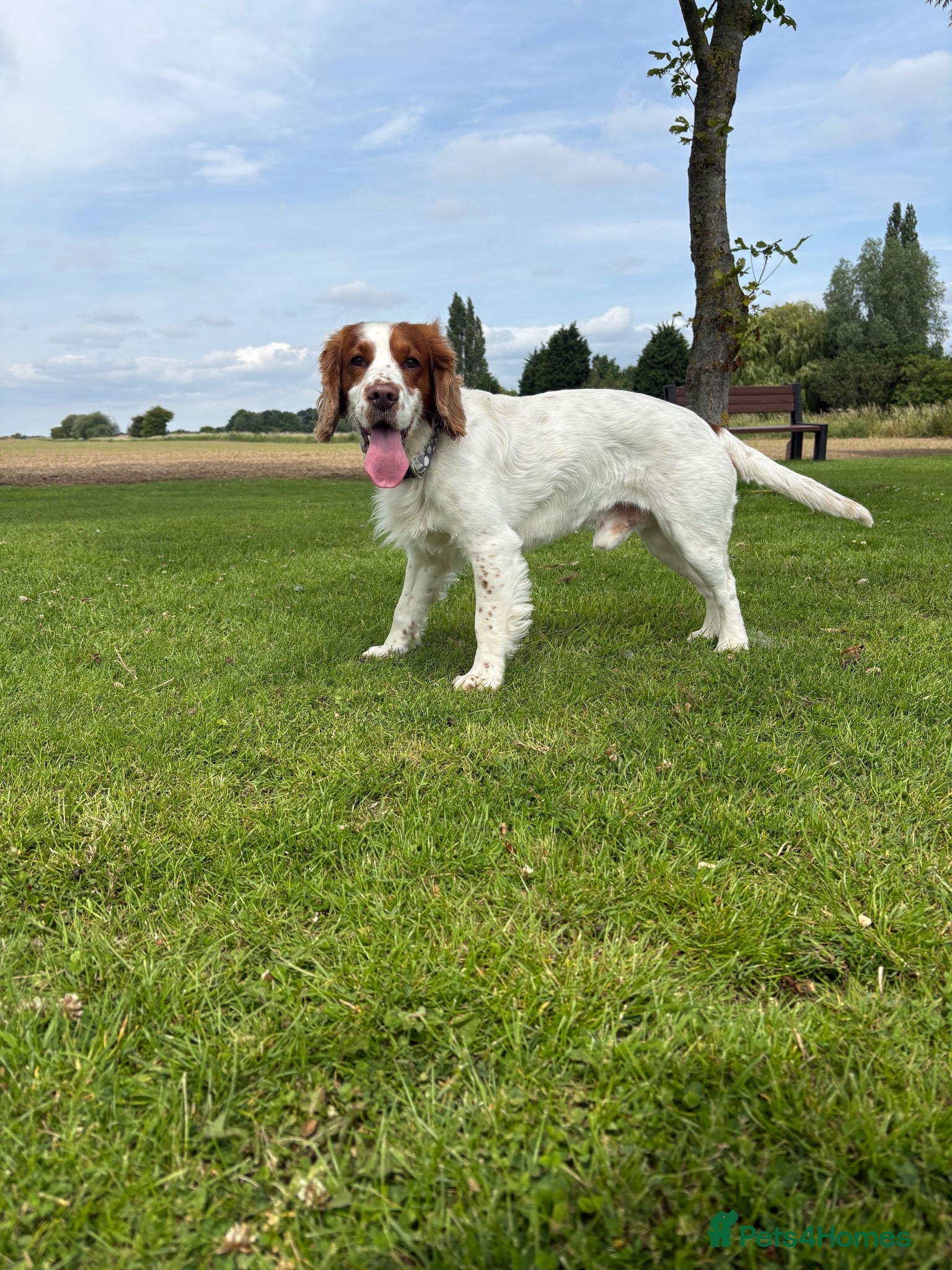 Cocker Spaniel dogs Rodney-Cocker Spaniel Stud!!  - Advert 1