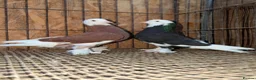 Pigeons birds for sale: FANCY WEST OF ENGLAND TUMBLERS - Advert 15