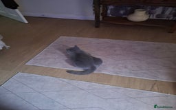 British Shorthair cats for sale: Beautiful soft, fluffy and loving Boys  - Image 1