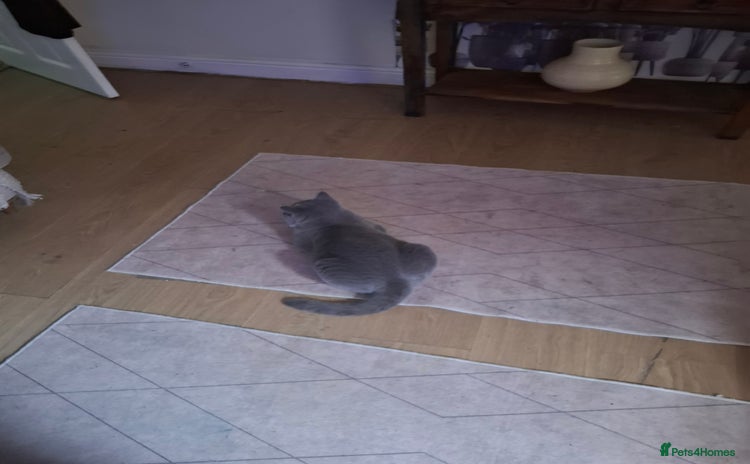 British Shorthair cats - Advert 16