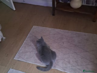 British Shorthair cats - Advert 13