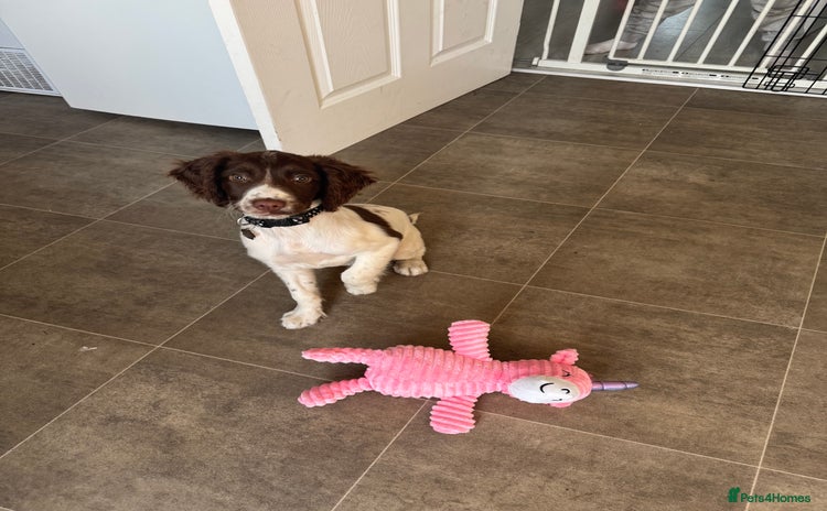 English Springer Spaniel dogs - Advert 1