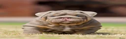 English Bulldog dogs for sale: EPIC BULLYZ PUPS - Advert 3