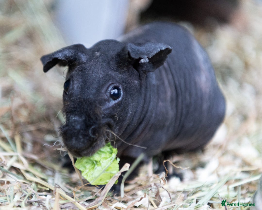 Guinea Pig rodents for sale: Baby Warewolf Skinny pig for sale ready to leave  - Advert 2