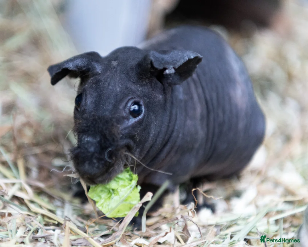 Guinea Pig rodents for sale: Baby Warewolf Skinny pig for sale ready to leave  - Advert 2