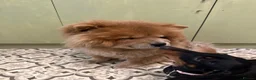 Chow Chow dogs for sale: 3 year old KC Chow Chow - Toffee  - Advert 3