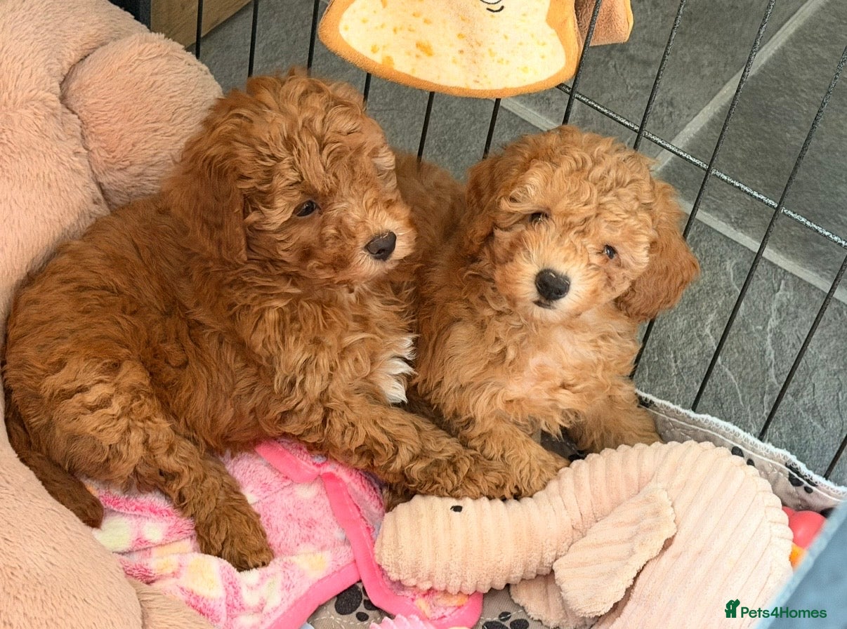 Poochon dogs Adorable Poochon puppies  - Advert 1