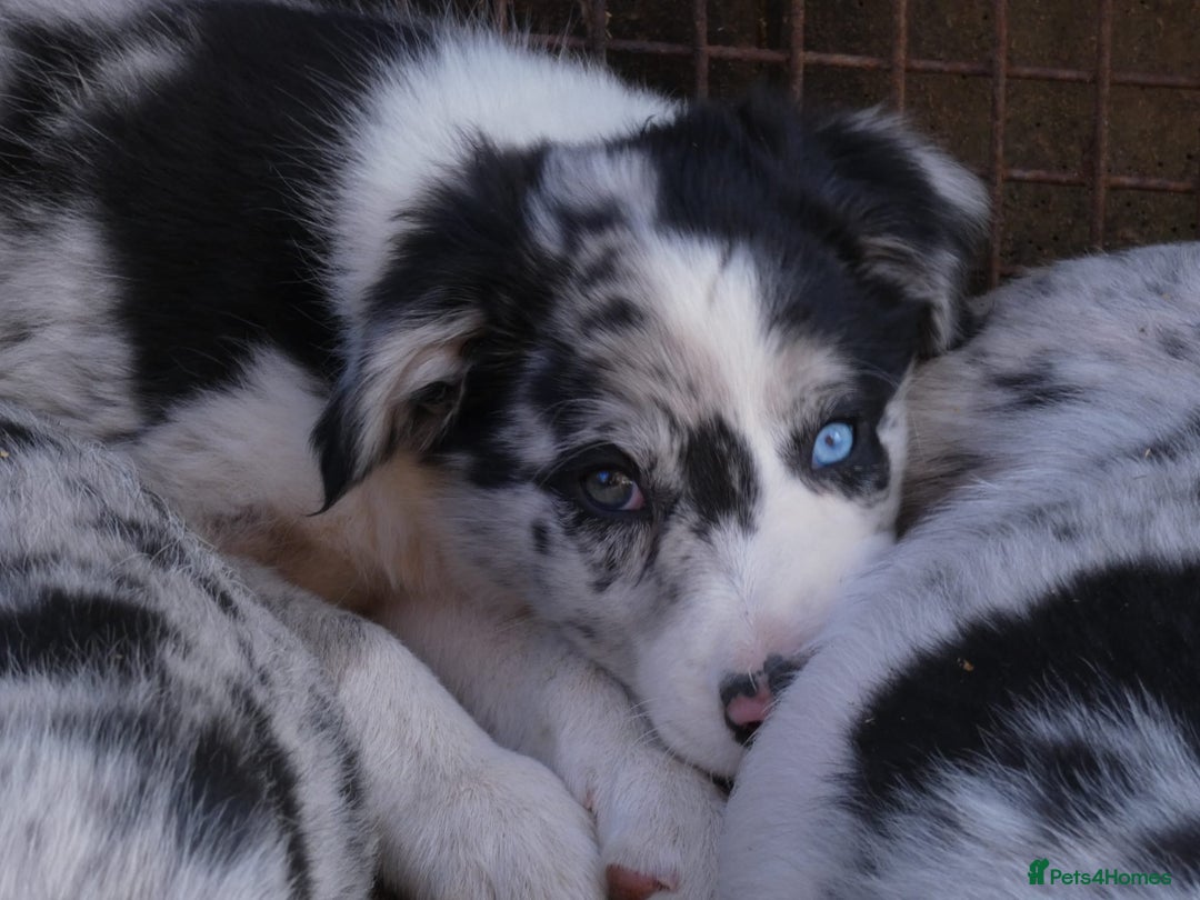 Border Collie dogs for sale: Red, and blue merle, tri, b/w collies farm reared - Image 2