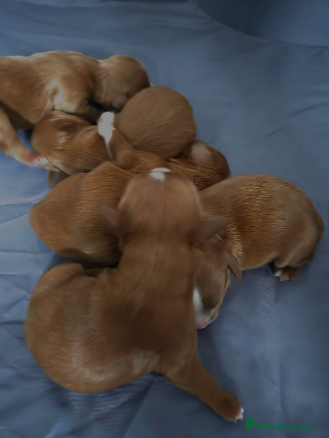 Cavapoo dogs for sale: Adorable cavapoo puppies - Image 3