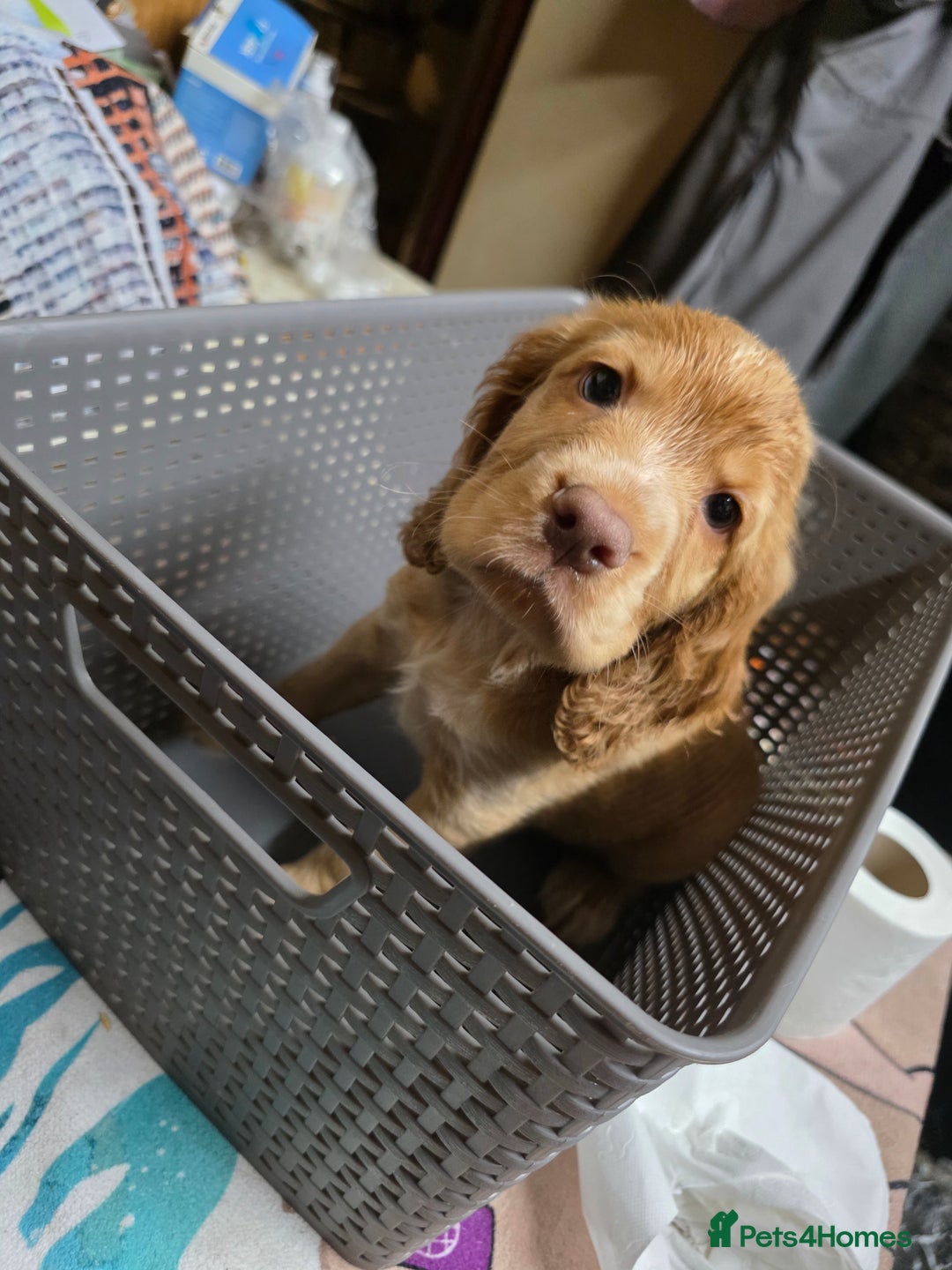 Cocker Spaniel dogs for sale: Stunning cocker spaniel puppies 2 boys left  - Advert 16