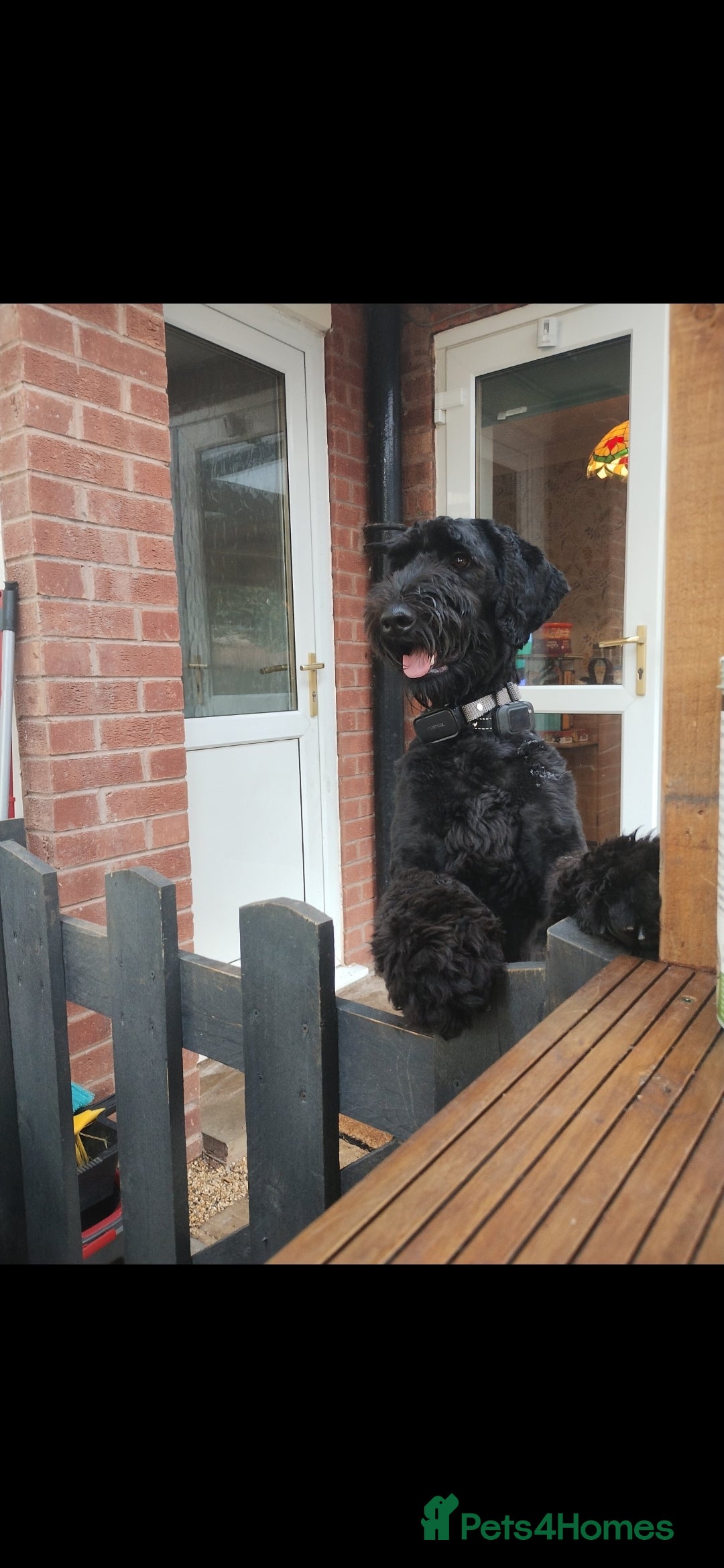 Mixed Breed dogs for sale: Giant schnauzer x standard poodle - Image 3