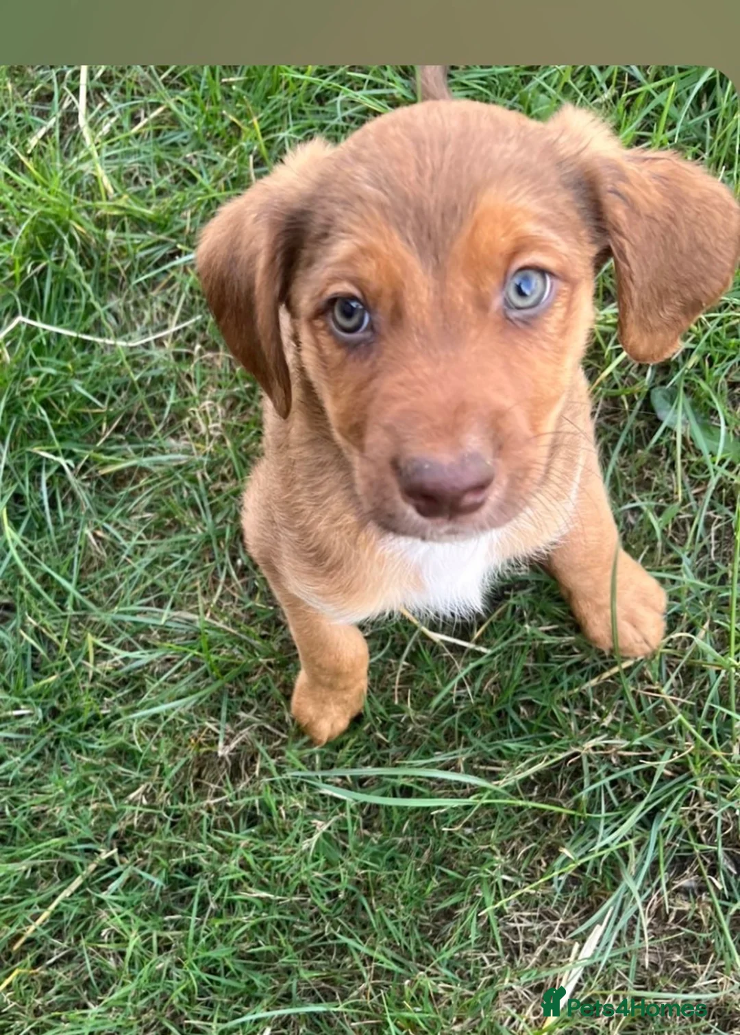 Mixed Breed dogs for sale: 6 Welsh Collie x Cocker Spaniel  - Advert 2