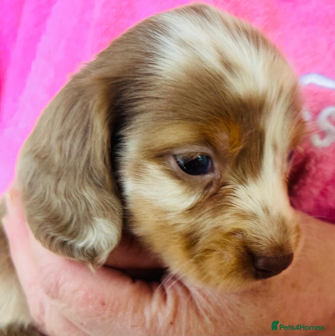 Dachshund dogs for sale: Miniature Long Haired Dachshund Puppies - Advert 5