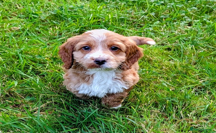 Cockapoo dogs - Advert 15