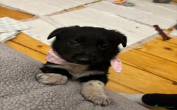 Mixed Breed dogs for sale: 3 fluffy Shollie German Shepard x Boarder Collie - Image 20