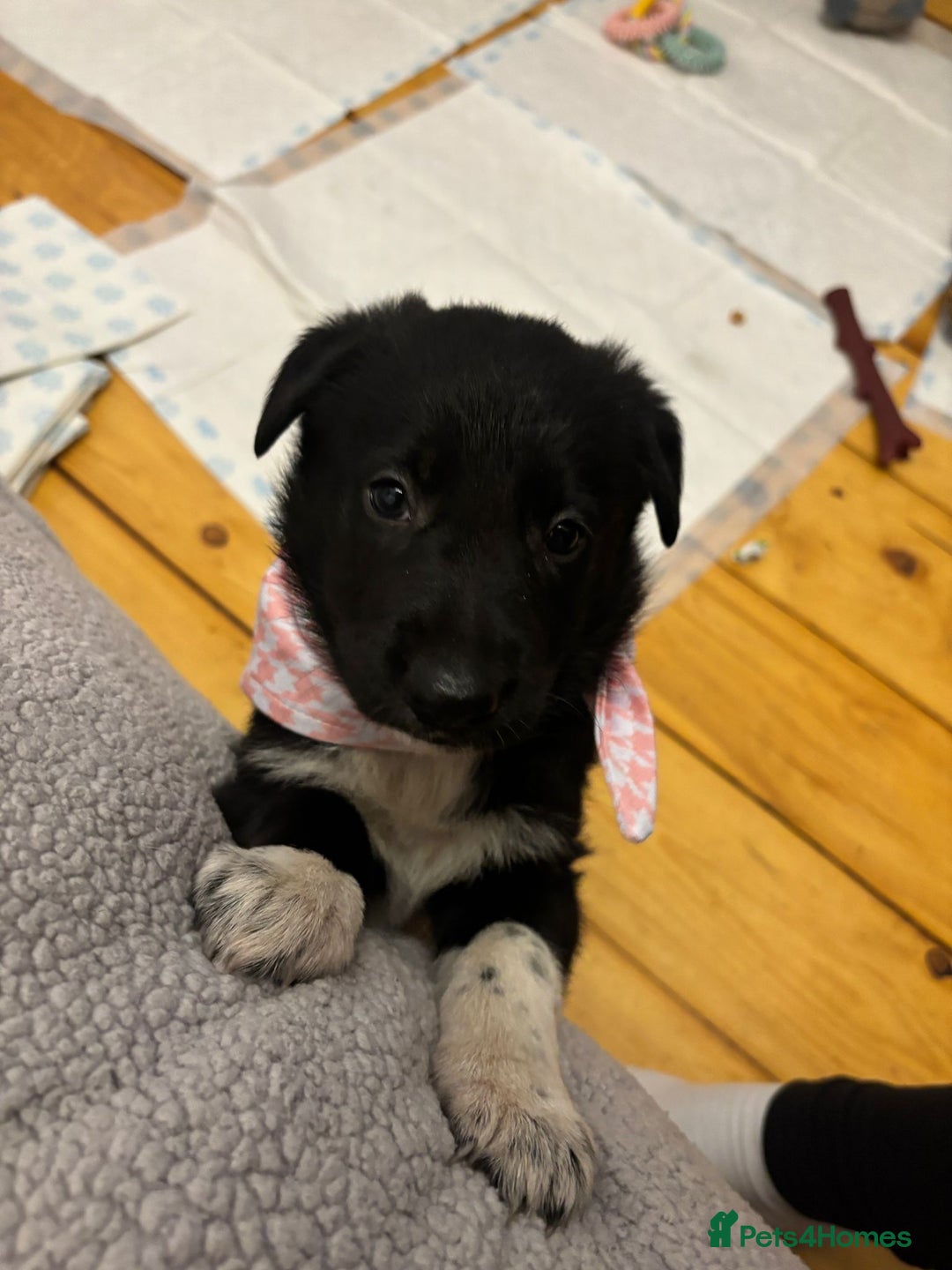 Mixed Breed dogs for sale: 3 fluffy Shollie German Shepard x Boarder Collie - Image 20
