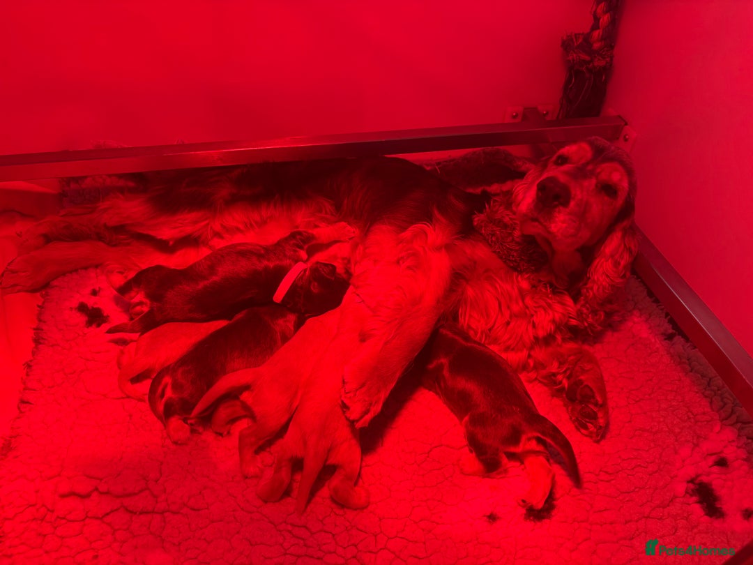 Cocker Spaniel dogs for sale: 🧡🤎 KC REG Show Cocker Spaniel Puppies For Sale - Advert 4