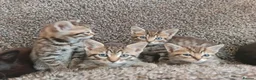 Mixed Breed cats for sale: Kittens for sale  - Advert 28