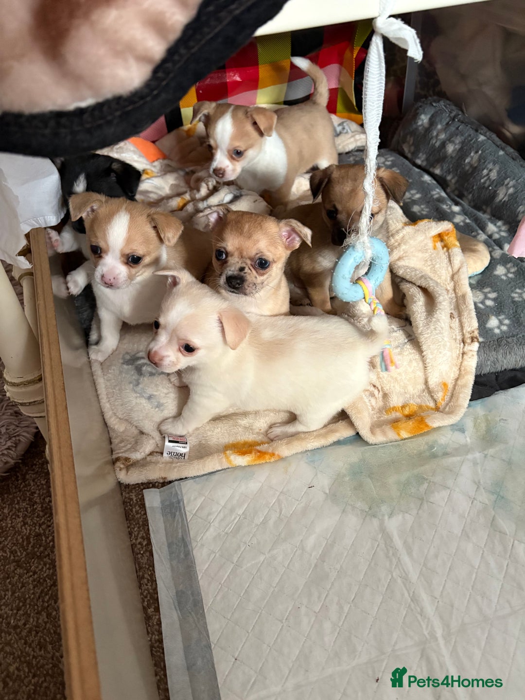 Chihuahua dogs for sale: Puppy’s  - Advert 1