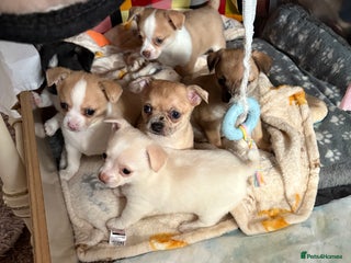 Chihuahua dogs - Advert 15