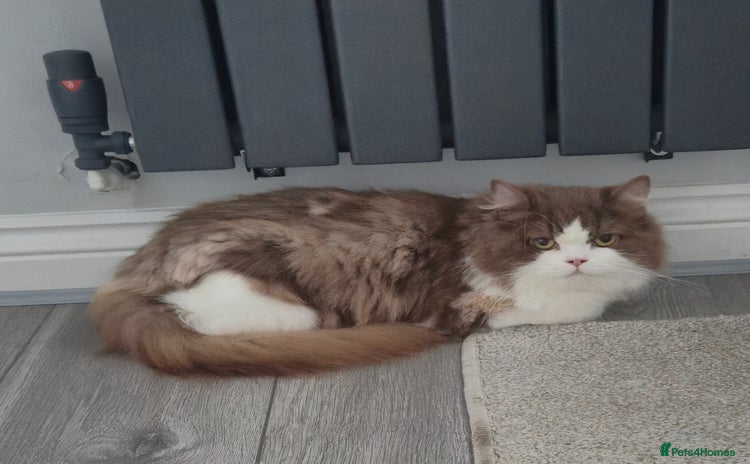 British Longhair cats - Advert 2