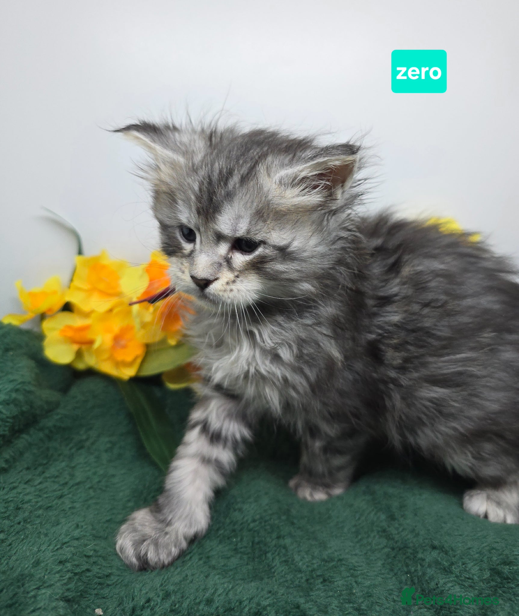 Maine Coon cats Stunning Silver & Black Tabby Maine Coon Kittens - Advert 2