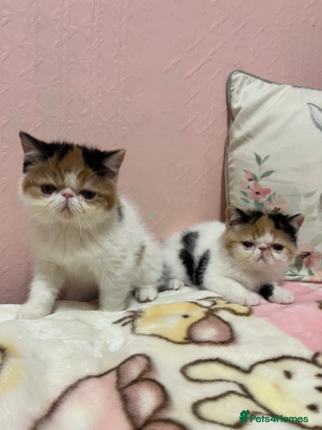 Exotic cats for sale: Exotic kittens  - Advert 36