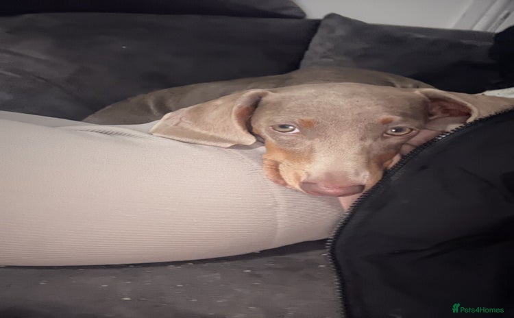 Dachshund dogs - Advert 1