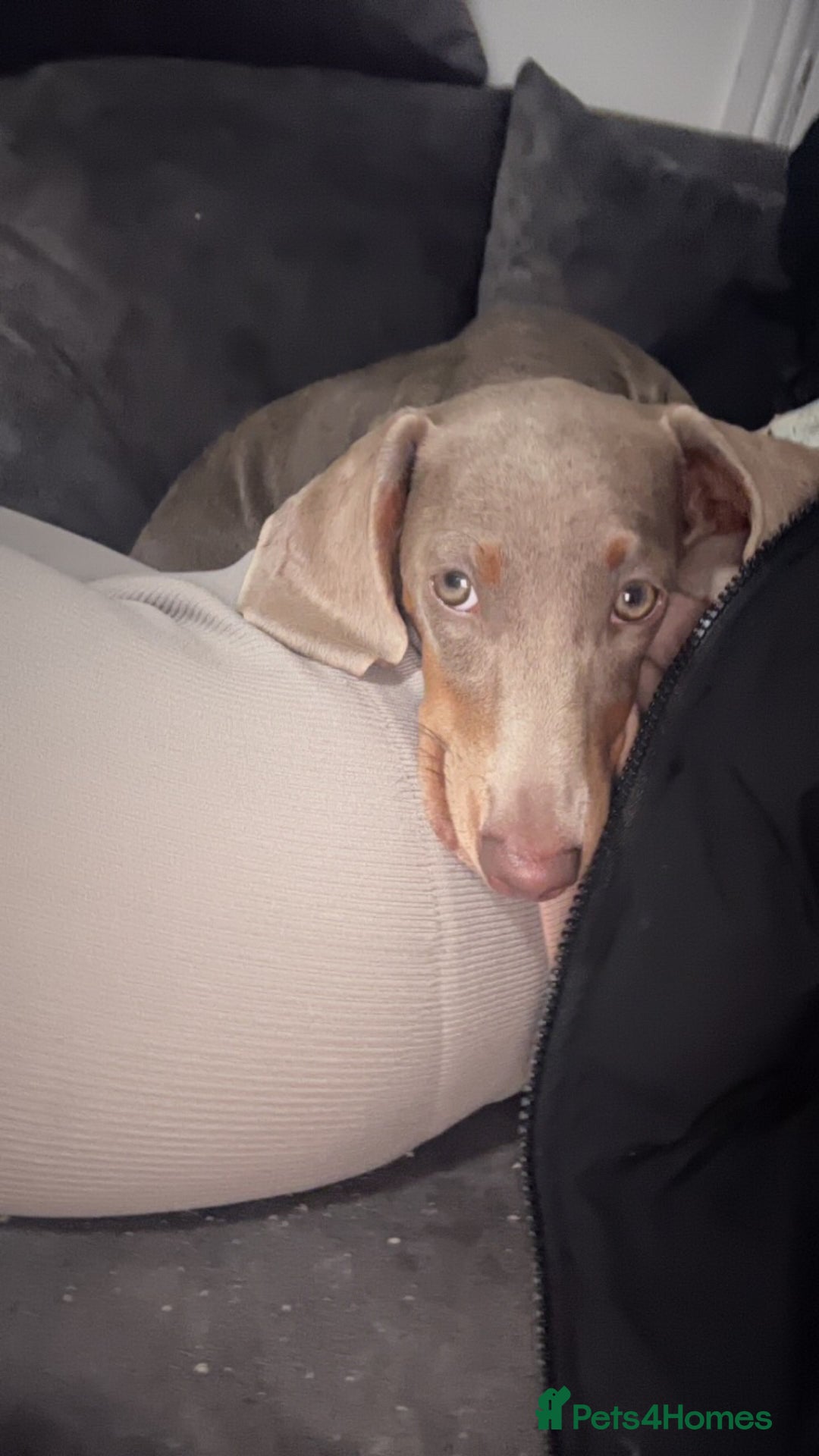 Dachshund dogs for sale: Sausage dog for sale  - Image 1