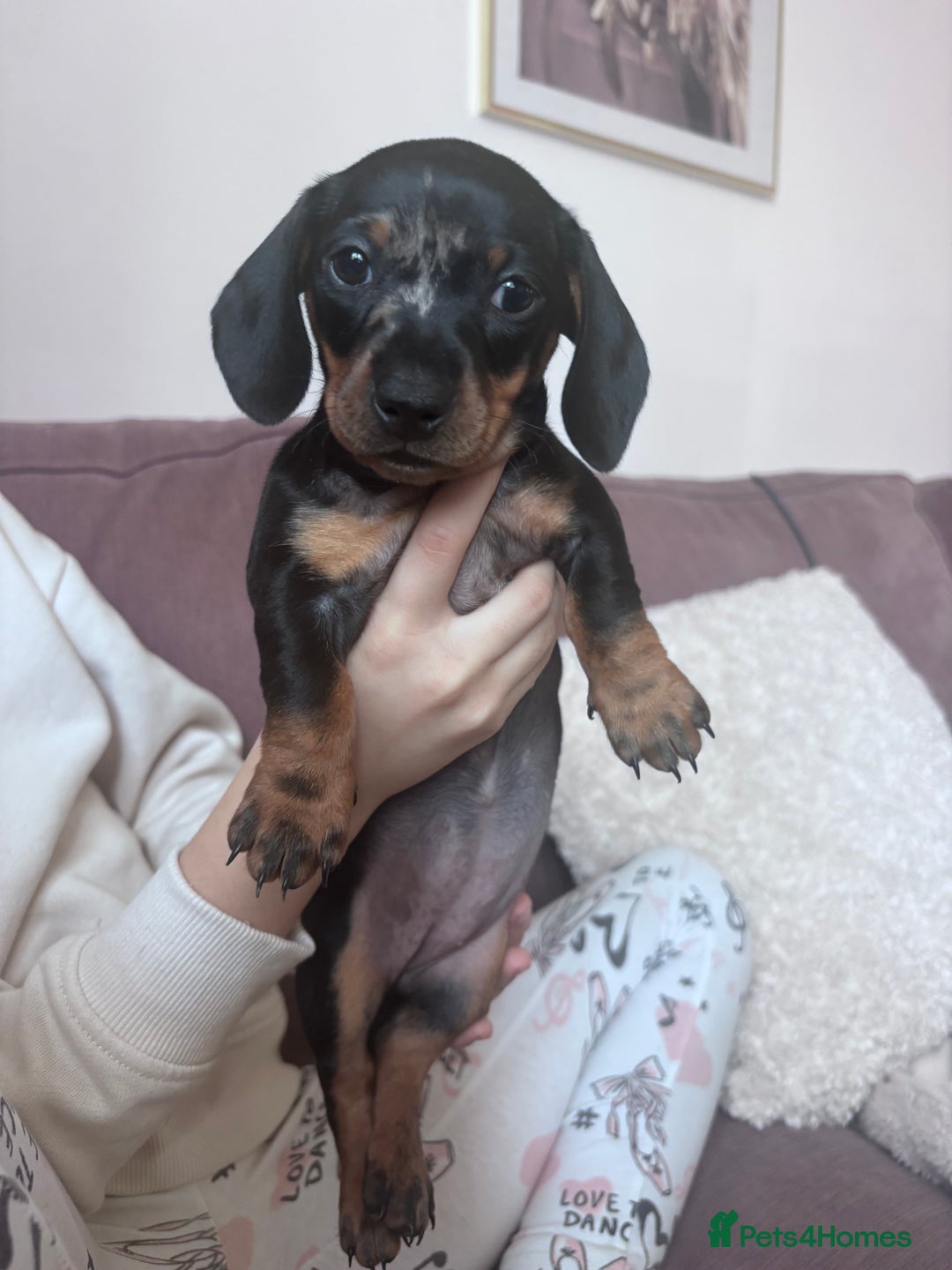 Miniature Dachshund dogs for sale: Kc reg miniature dachshund  - Image 15