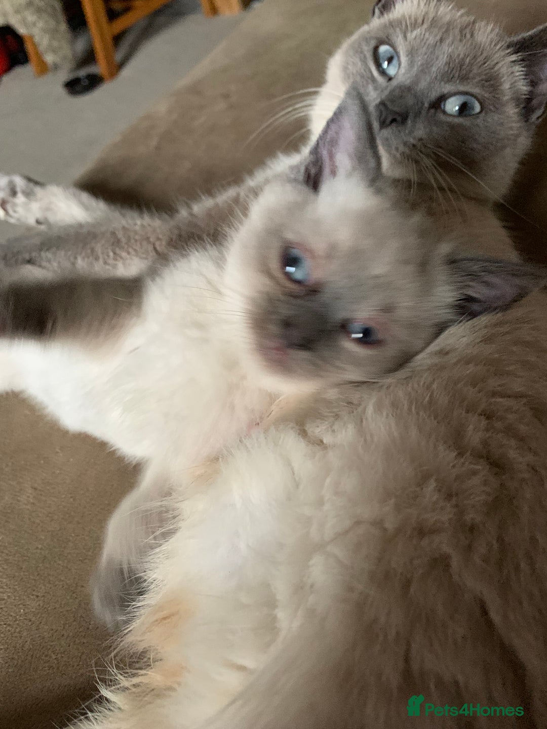 Persian cats for sale: cute 9wk old adorable bundle of joy Persian kitten - Advert 29