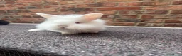 Lionhead rabbits for sale: Pure lionhead babies ready now!  - Advert 7