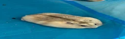 Hamster rodents for sale: Russian Dwarf Hamster  - Advert 4