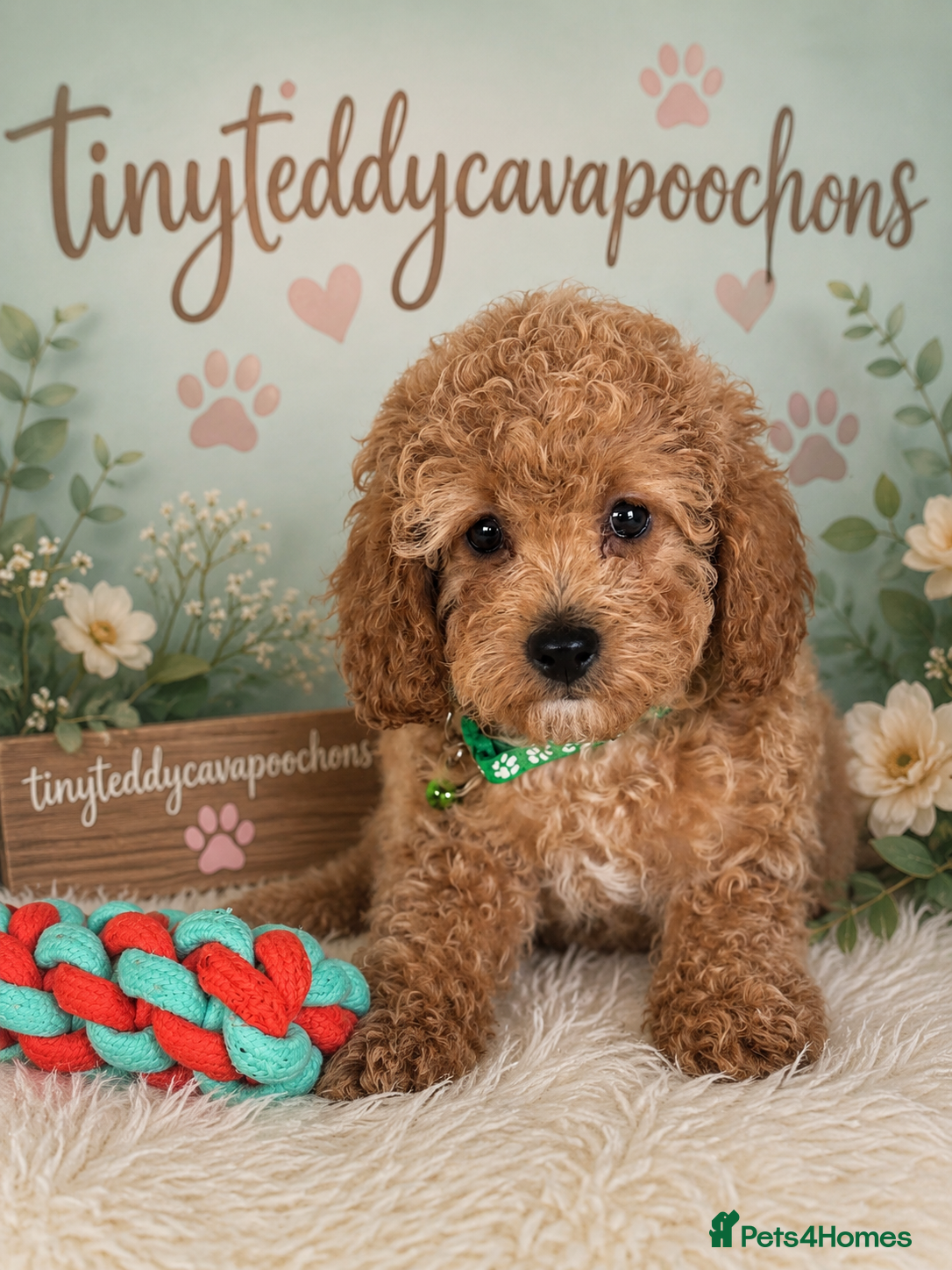 Cavapoo dogs Tiny teddy cavapoochon’s Now Available  - Advert 1