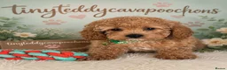 Cavapoo dogs for sale: Tiny teddy cavapoochon’s Now Available  - Advert 1