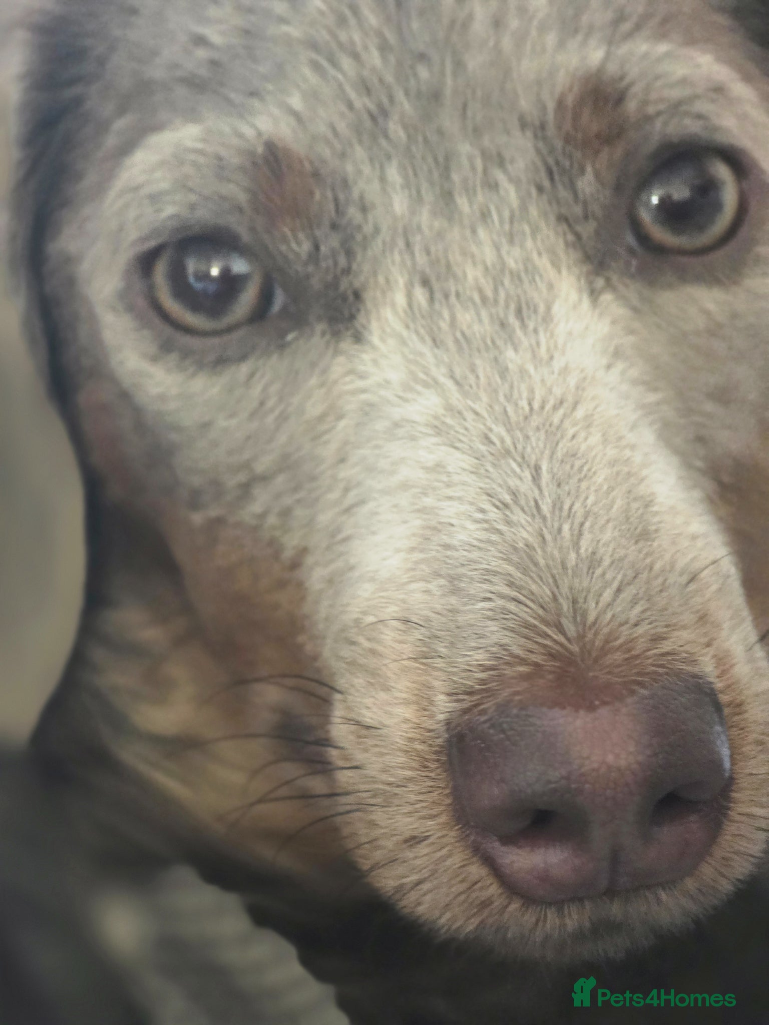Miniature Dachshund dogs for sale: Mr Marley  in Glasgow - Advert 3