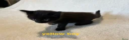 Mixed Breed cats for sale: Ragdoll x kittens  in Cardigan - Advert 4