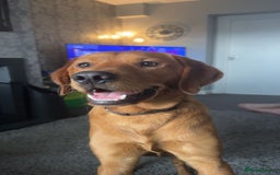 Labrador Retriever dogs for sale: OAKLEY RED FOX LABRADOR  - Image 2