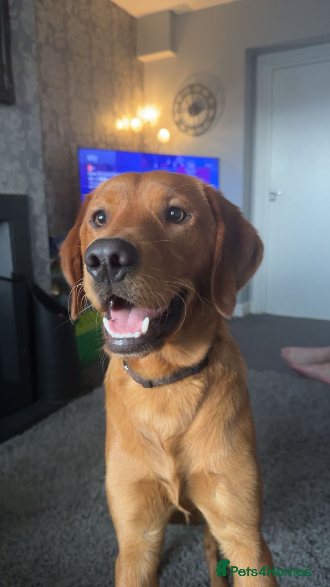 Labrador Retriever dogs for sale: OAKLEY RED FOX LABRADOR  - Image 2