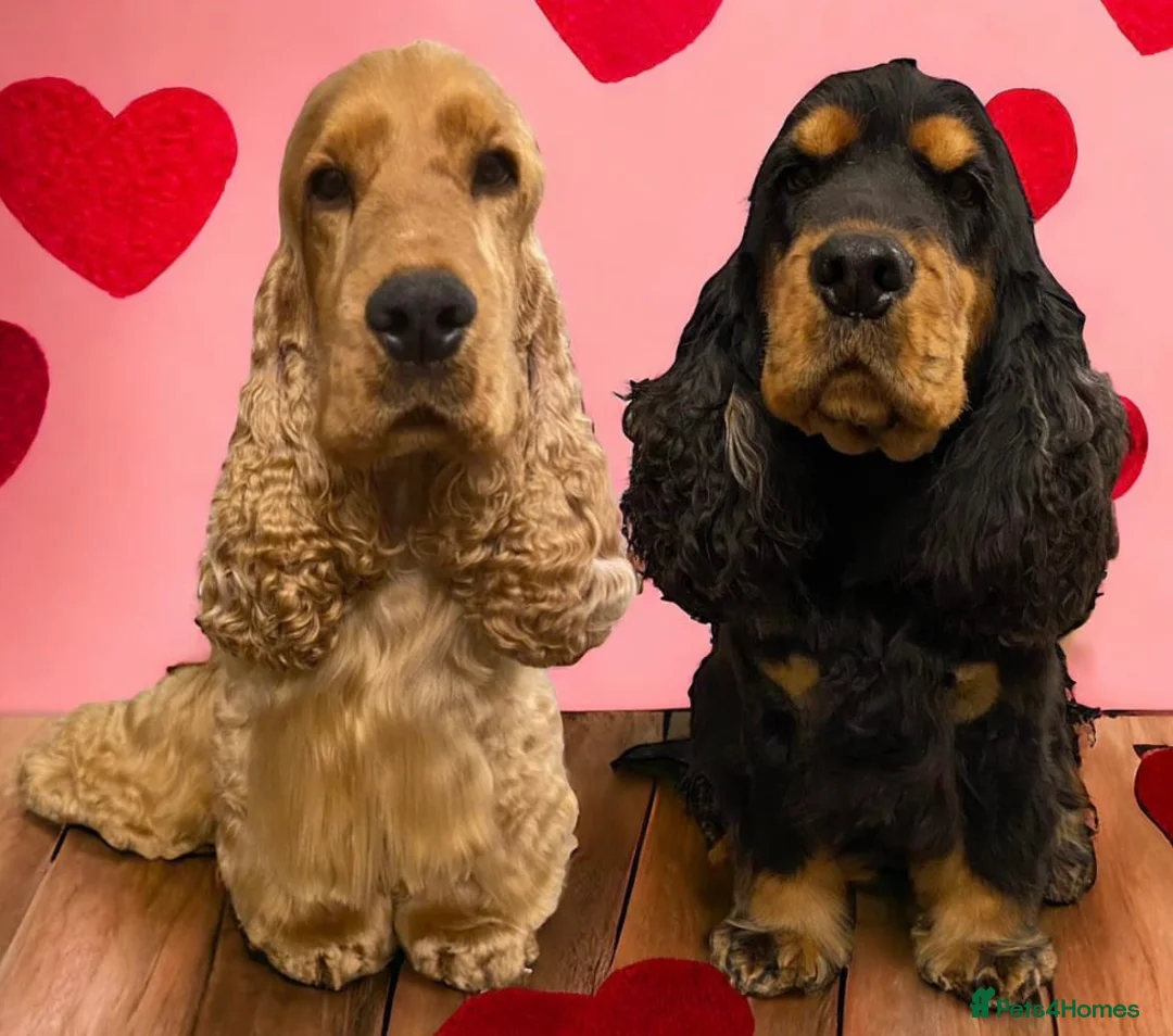 Cocker Spaniel dogs for sale: Black and Tan show cocker spaniel  - Advert 2